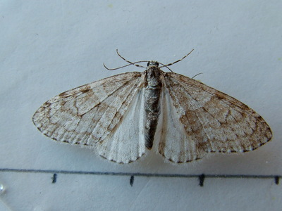 Early Tooth-striped